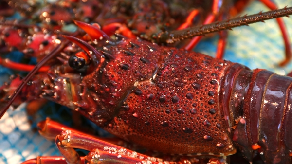 はるる亭 宿泊予約 楽天トラベル はるる亭 宿泊予約 楽天トラベル