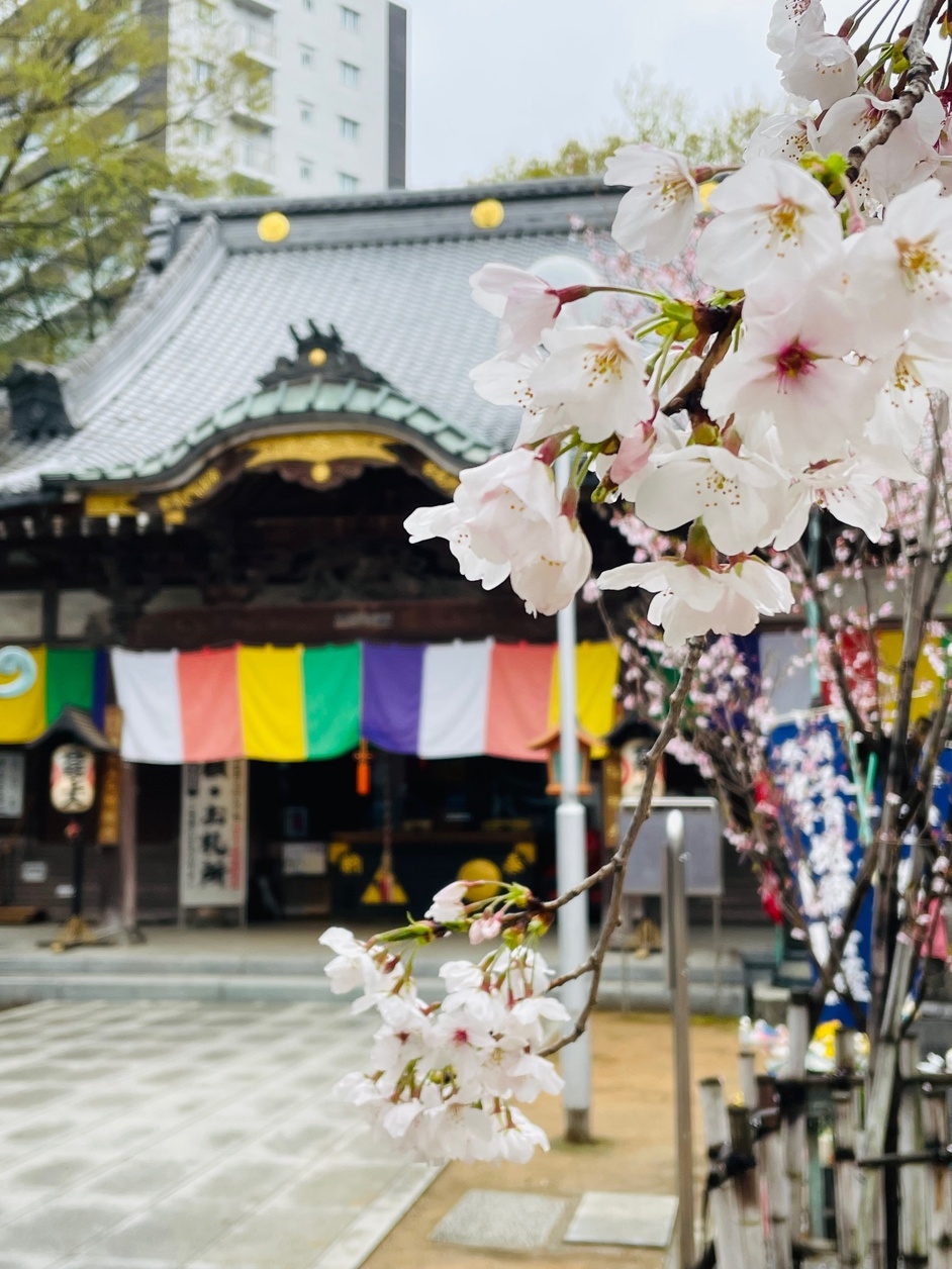 【期間限定☆桜散策プラン】小江戸川越で春まつりと桜鑑賞☆リフレッシュできるサウナ有の銭湯券付き