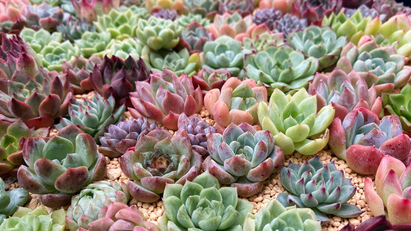 【2月から4月限定】多肉ショップお土産付き！【素泊り】【植物好き歓迎】