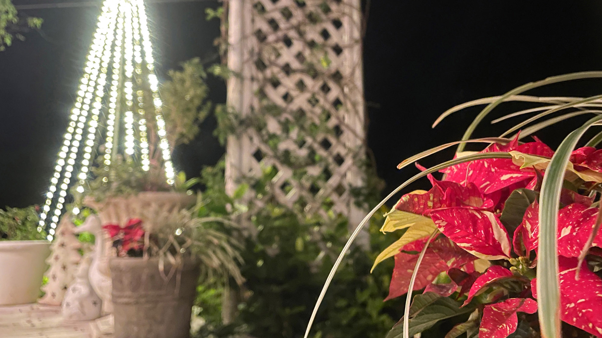 【12月限定】クリスマスナイトガーデン点灯付【素泊り】【お子様歓迎】