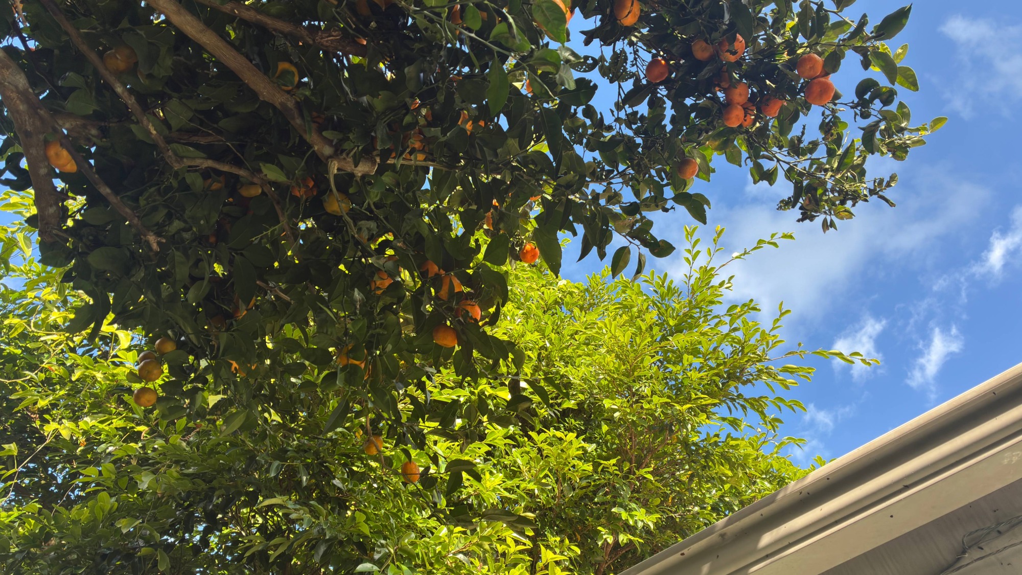 シークヮーサー