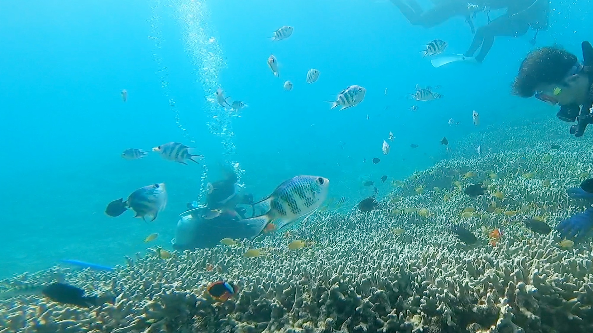 【周辺】お車すぐダイビングスポット