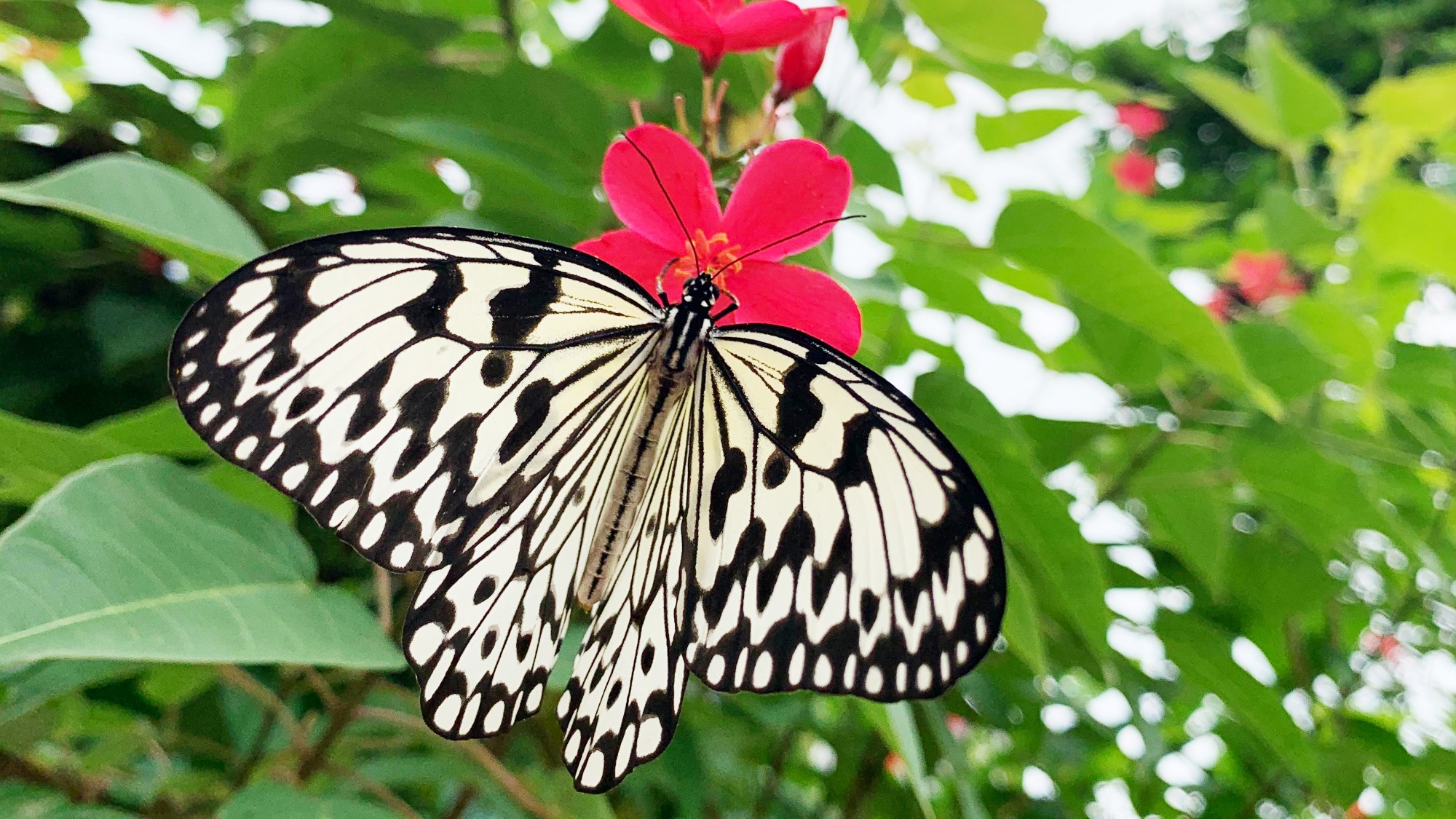 オオゴマダラ