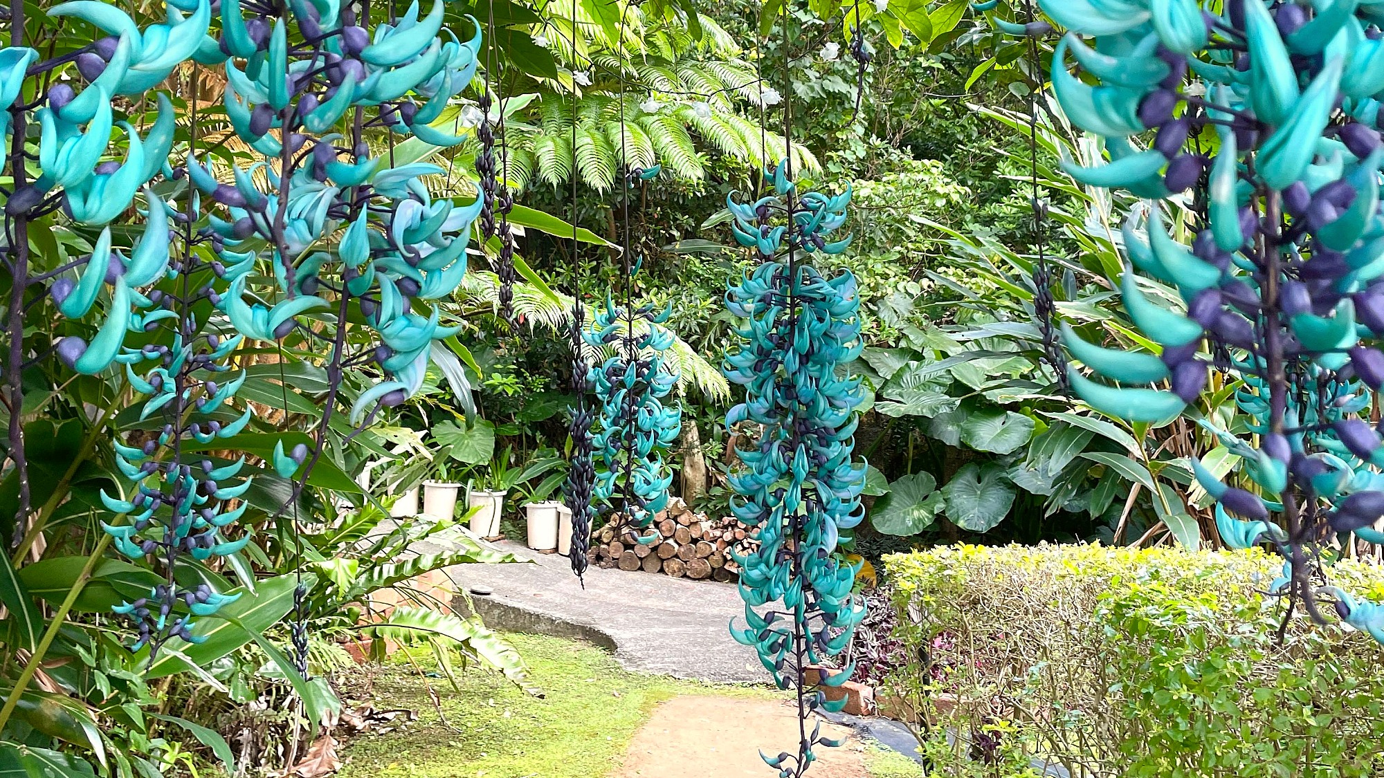 ヒスイカズラ