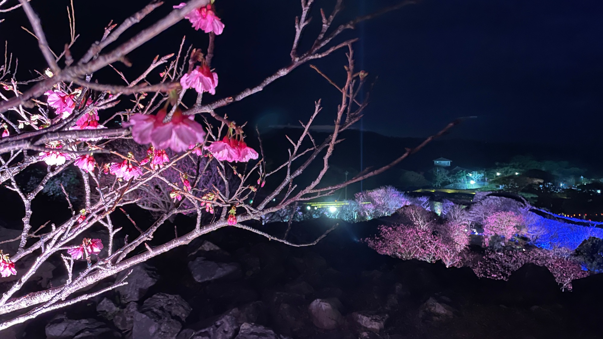 【周辺】2月今帰仁城跡さくら祭り