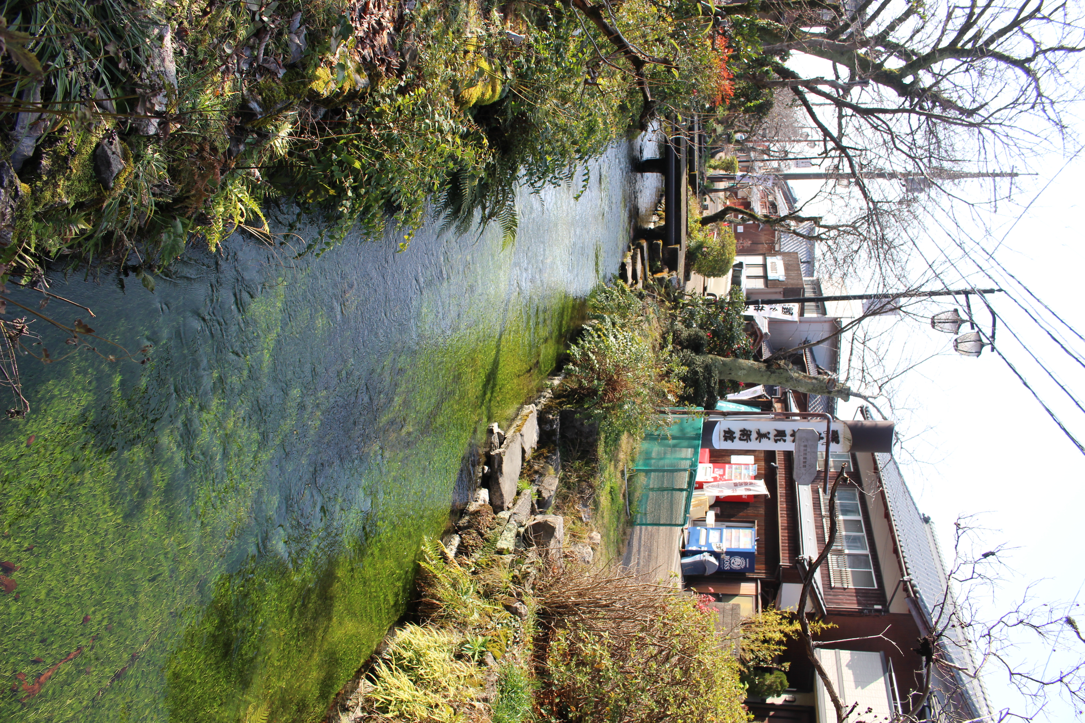 梅花藻揺れる地蔵川