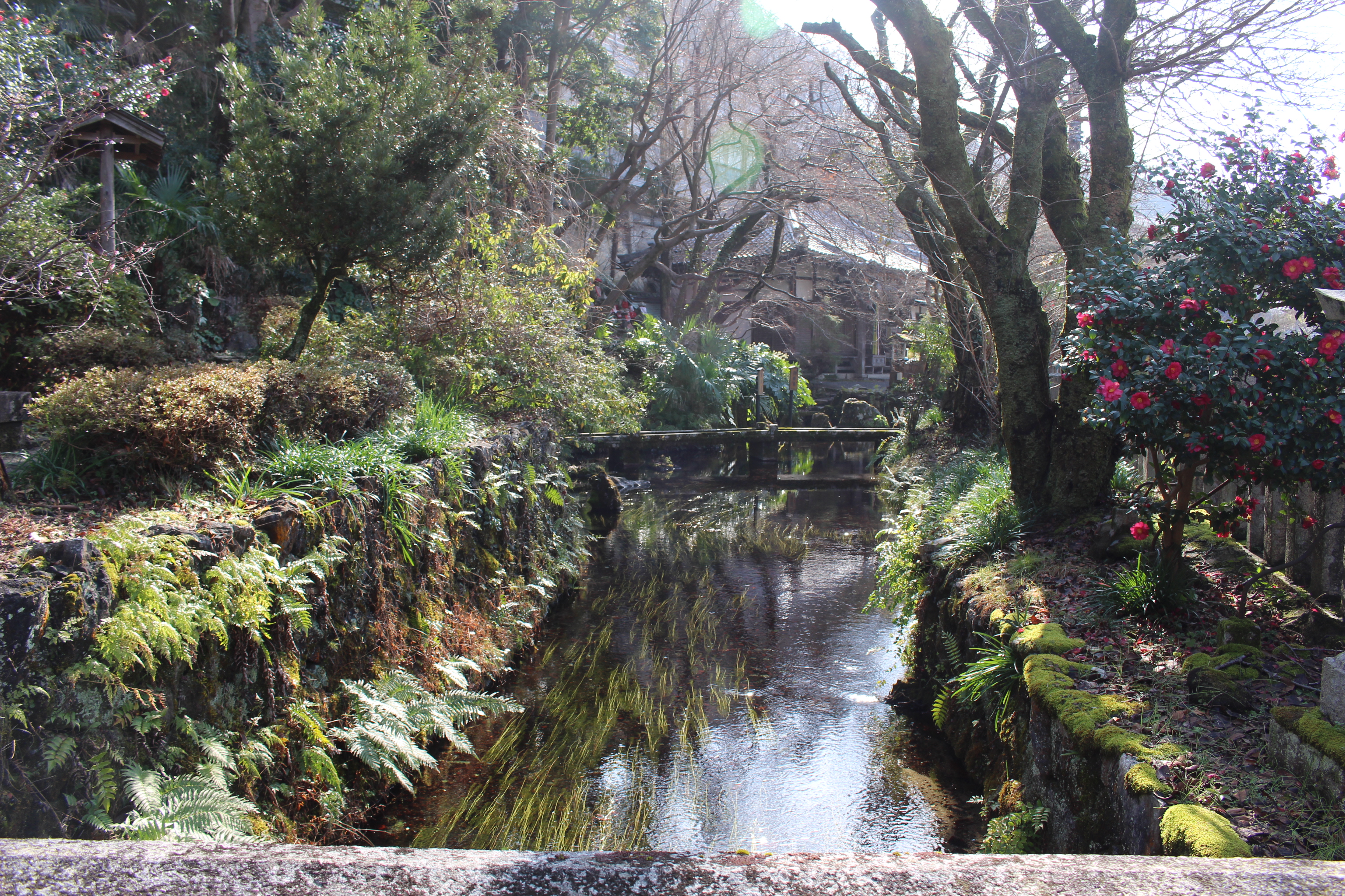 加茂神社の真下は湧水地です