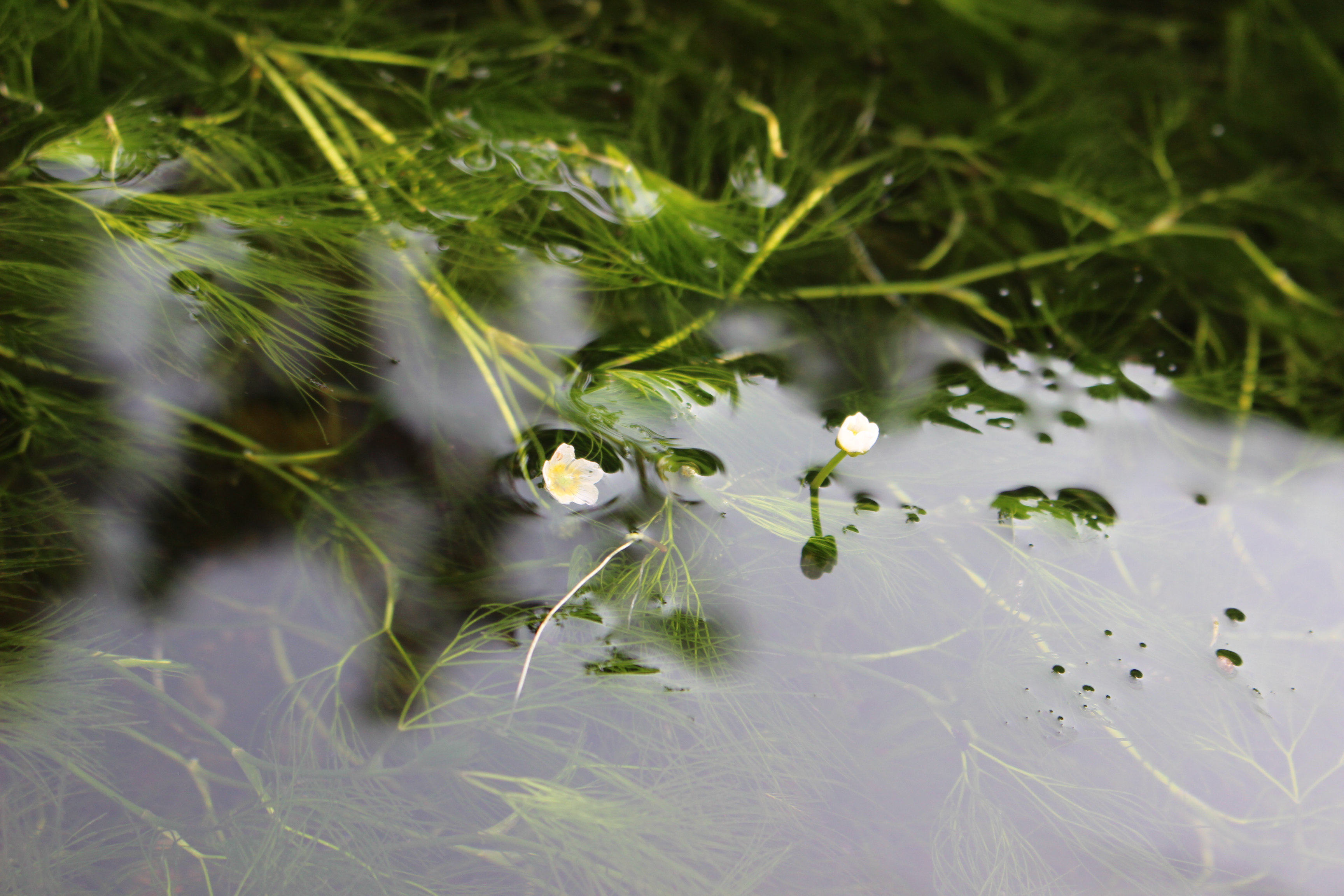 白いきれいな花を水中から咲かせる梅花藻（バイカモ）