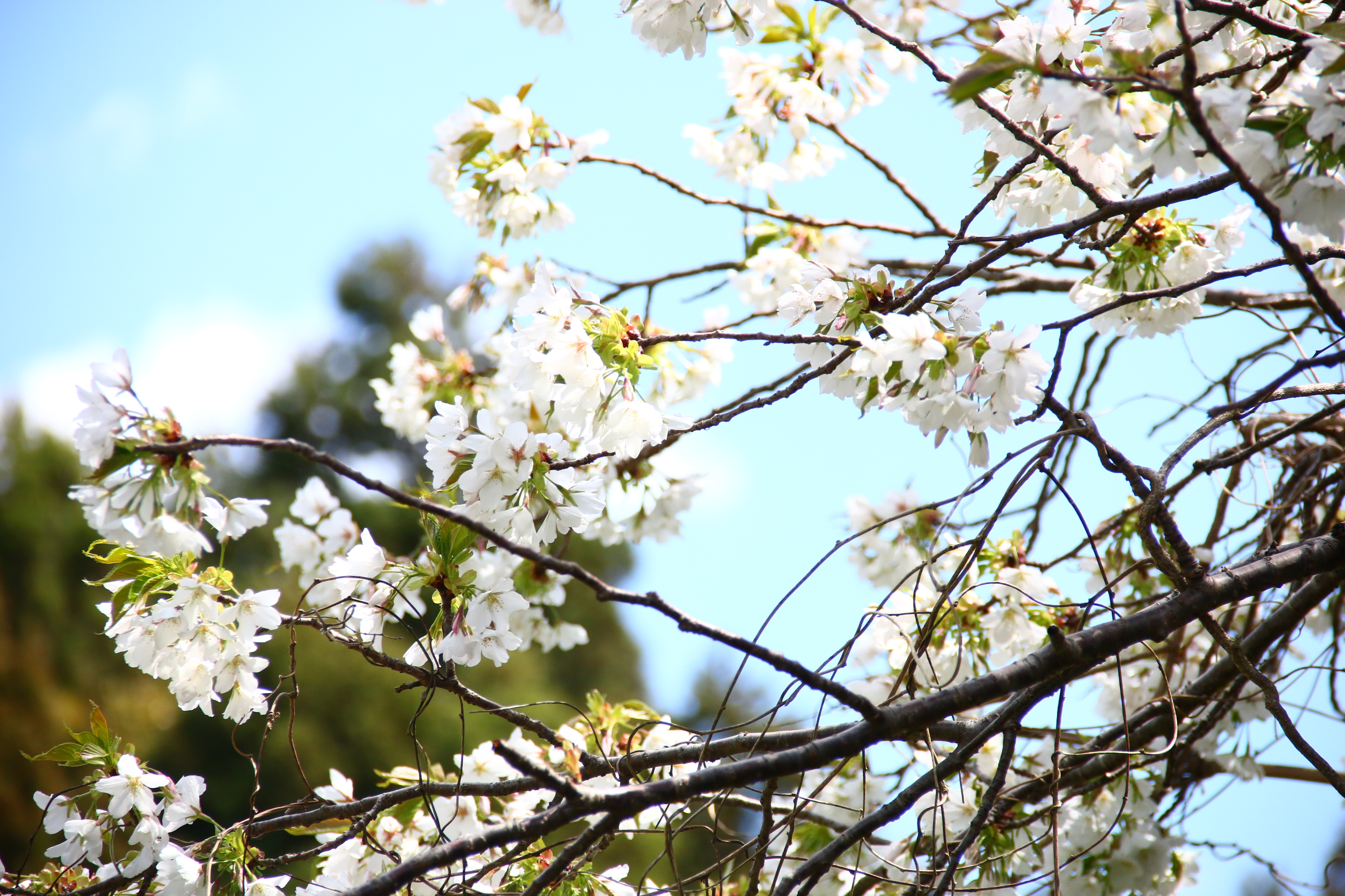 #外観　春の訪れを感じる山桜