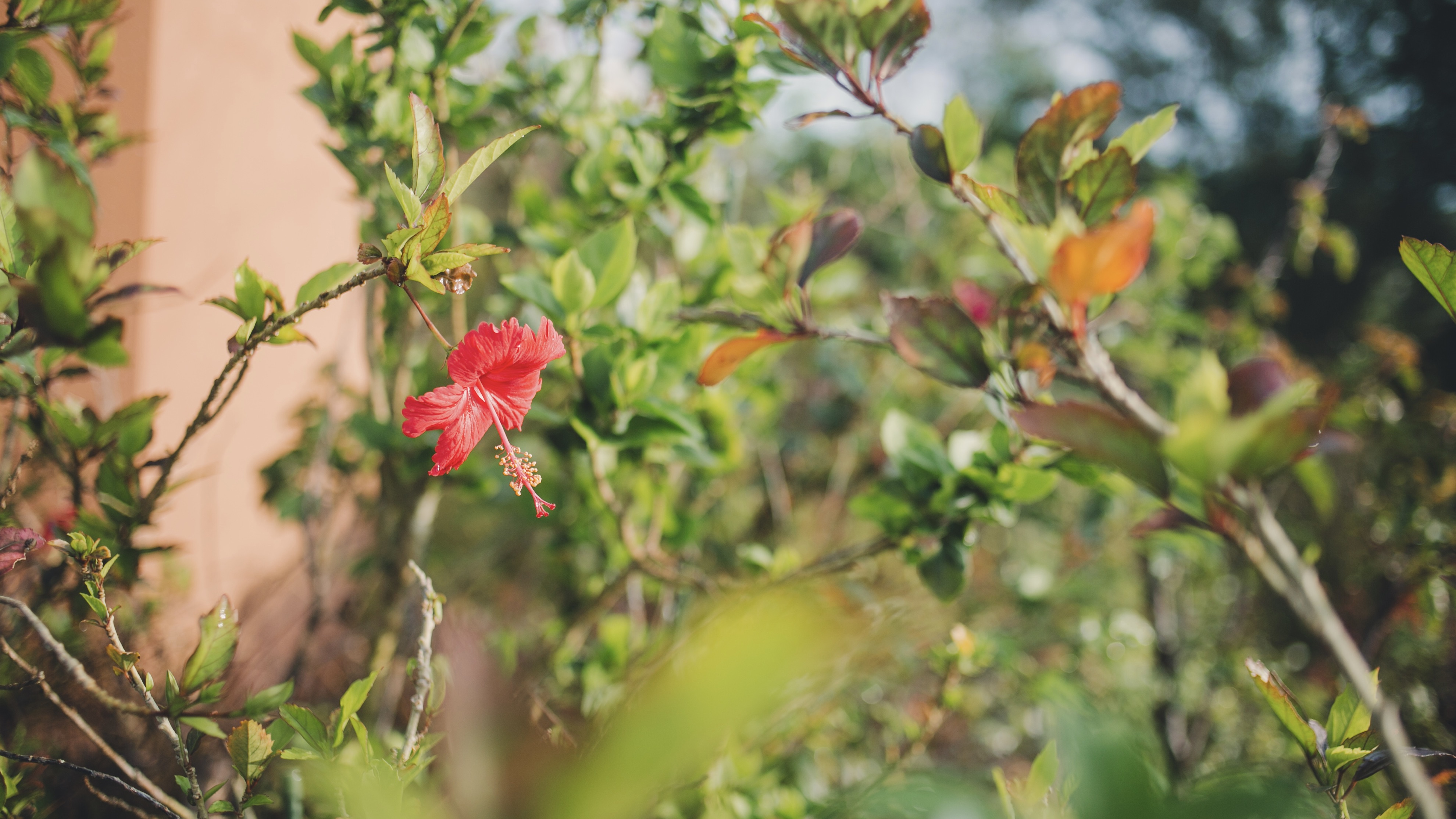 季節ごとに咲く約60種類の草花。その日だけの景色をお愉しみください。