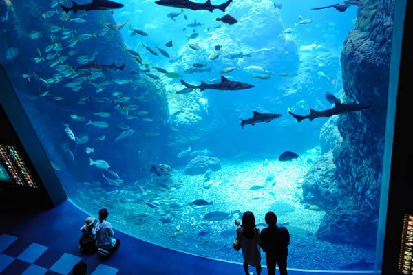 【新江ノ島水族館入場券付】ホテルから歩いて行ける水族館「えのすい」がお得！＜朝食BOX付＞