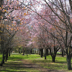 池田町：清見ヶ丘公園の桜