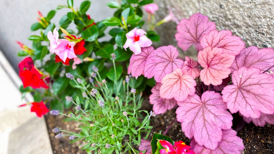 癒しの花壇