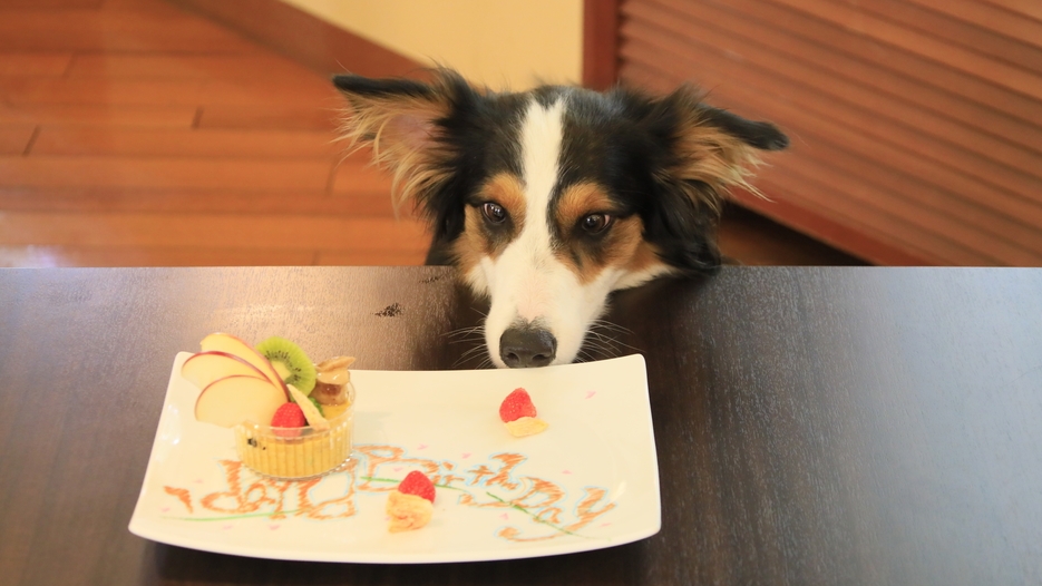 【わんわんAnniversary】お誕生日や記念日に！愛犬用ケーキ＆記念写真でお祝い＜風★＞