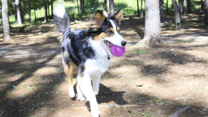 【直前割×GW】≪5/2-5/5限定≫直前予約で人気の日程がお得に！蓼科を愛犬と愉しむ＜◆GW限定＞