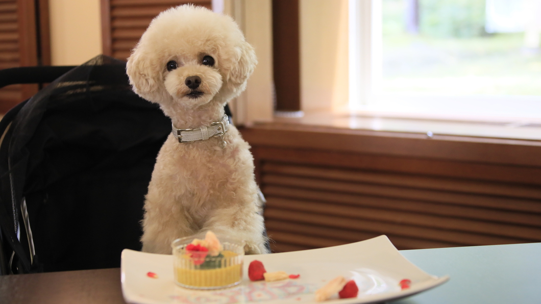 【わんわんAnniversary】お誕生日や記念日に！愛犬用ケーキ＆記念写真でお祝い＜風コース★＞