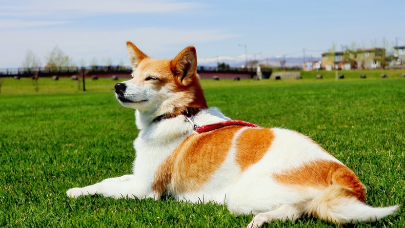 【GWプラン】≪5/2-5/5限定≫喧騒から離れた自然豊かな蓼科で愛犬と旅を満喫＜◆GW限定＞