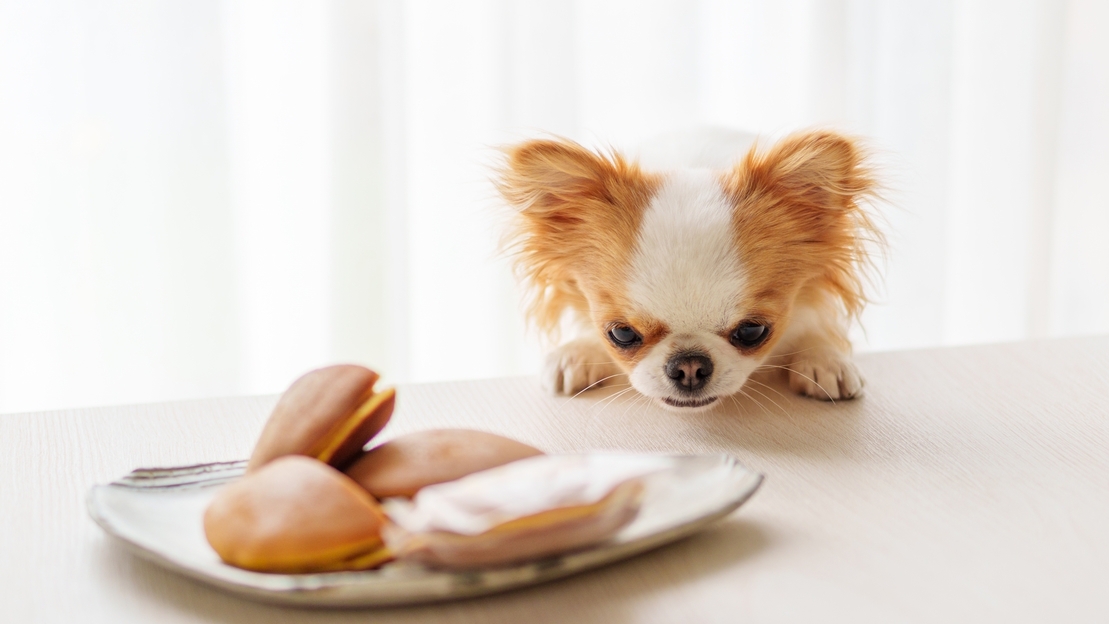 【冬旅満喫】3大特典付きで愛犬と蓼科を楽しむ冬のご褒美ステイ＜蓼科フレンチ☆星／お部屋食＞