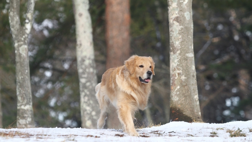 【冬旅満喫】3大特典付きで愛犬と蓼科を楽しむ冬のご褒美ステイ＜蓼科フレンチ☆星／お部屋食＞