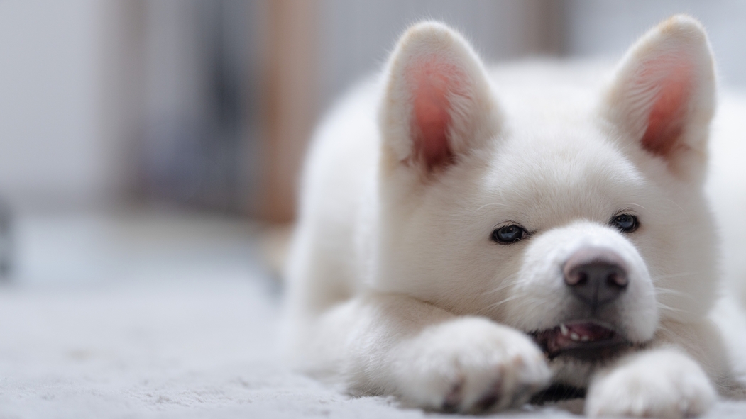 【GW×お部屋食】≪5/2-5/5限定≫お食事はお部屋で堪能／愛犬と愉しむ高原リゾート＜◆GW限定＞