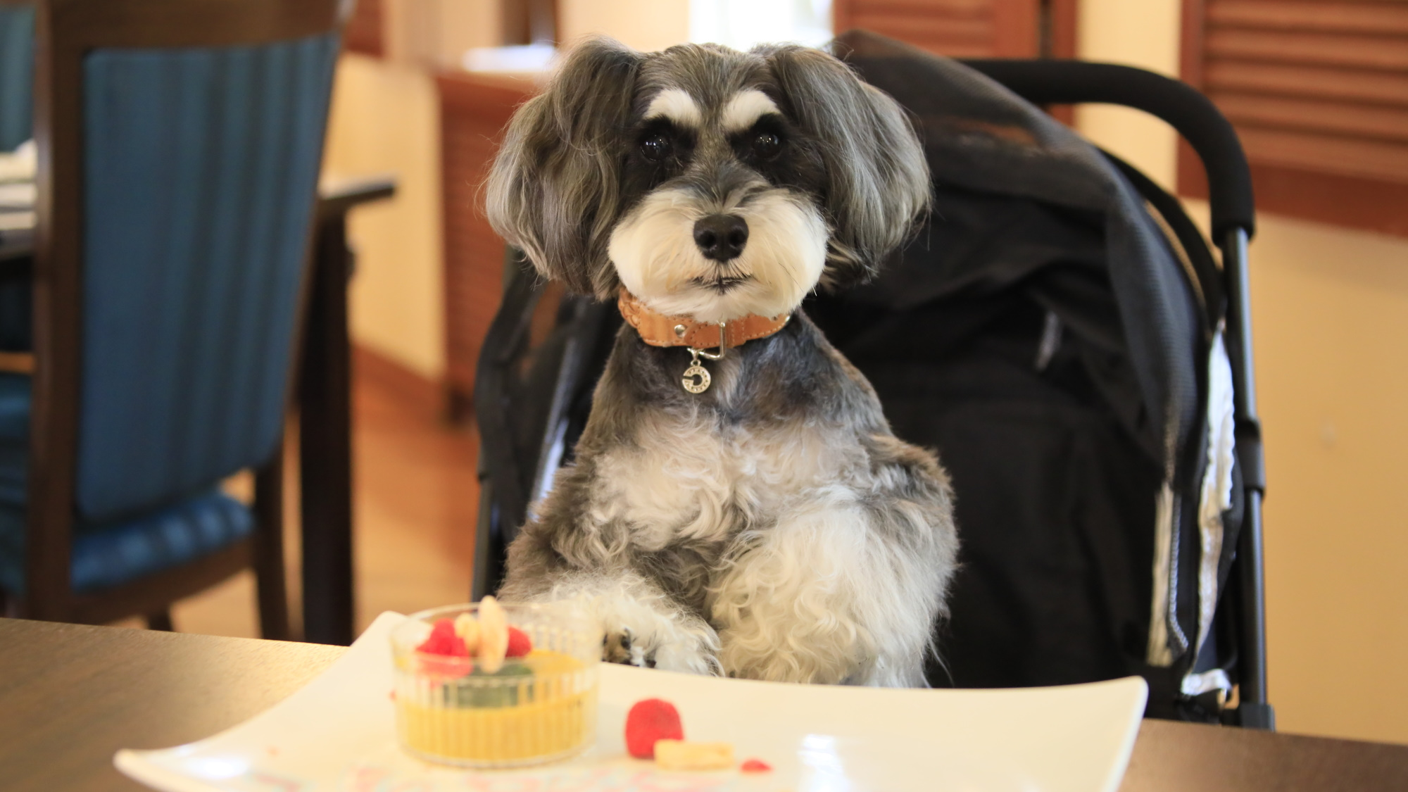 【レストラン】別途愛犬用メニューもご用意がございます◎旅行中は愛犬にもちょっぴり贅沢を&hellip;