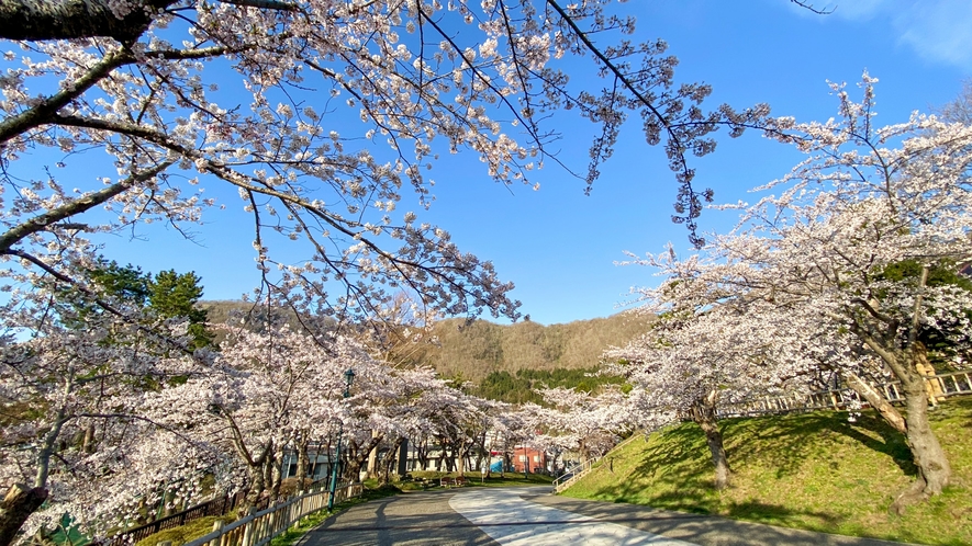 ■函館公園／車で7分