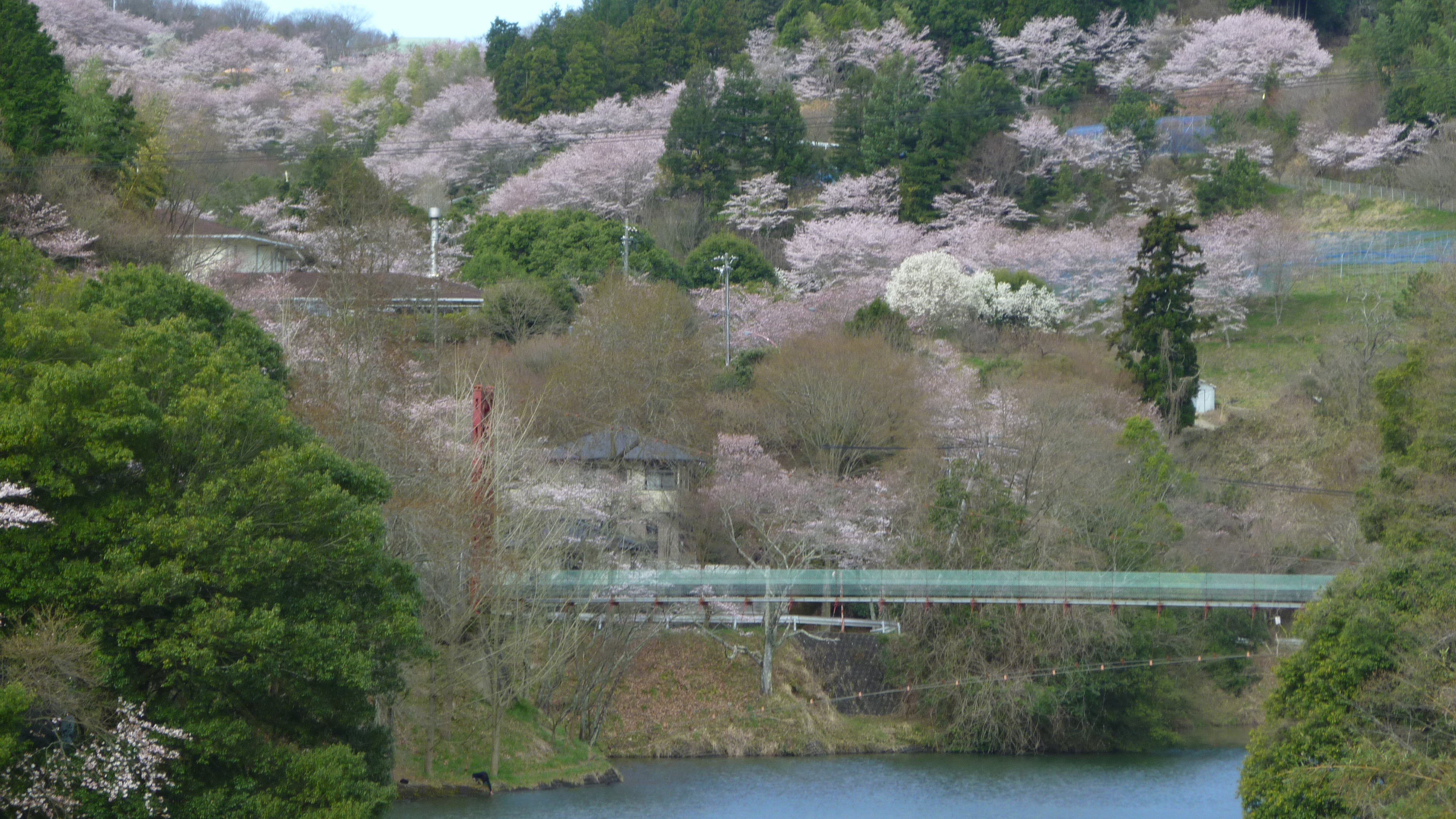 とっくり湖と桜