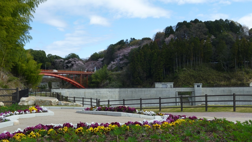 大門ダムと桜