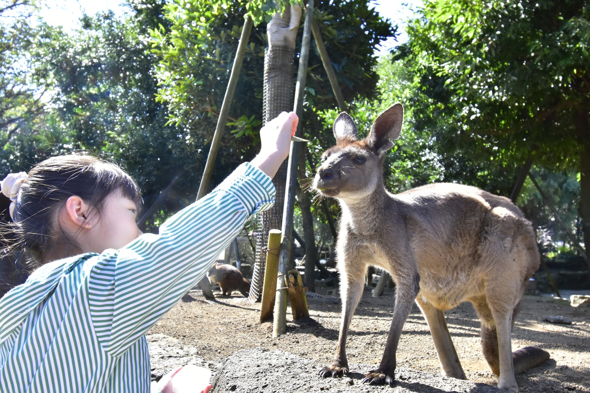 伊豆シャボテン動物公園チケット付き×豪華アウトドアディナーBBQ1泊２食プラン【無料露天温泉風呂付】