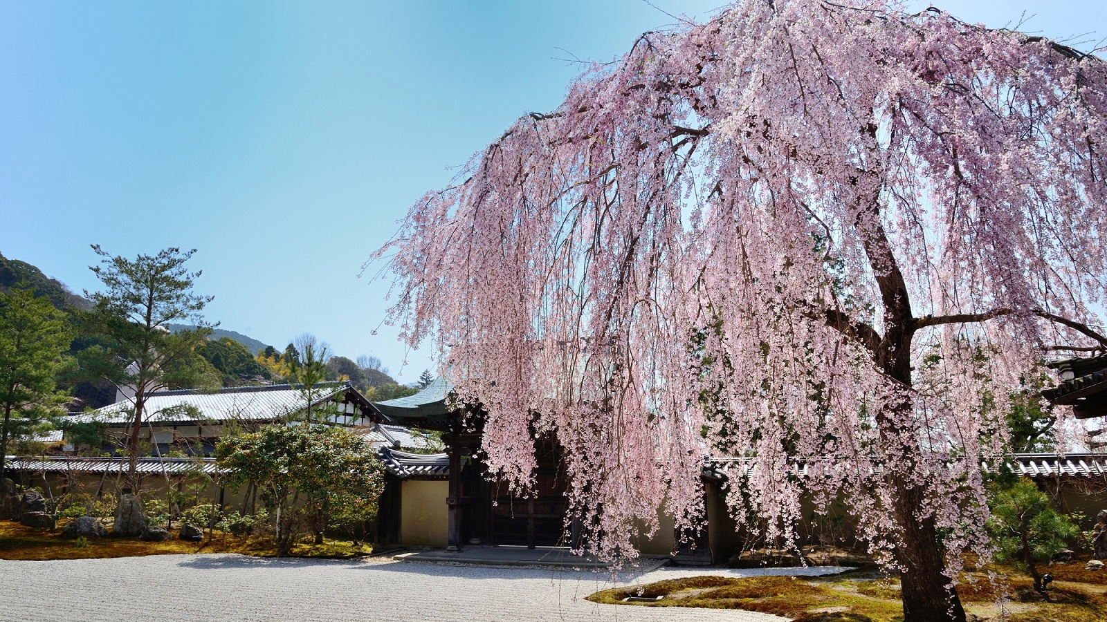 【京都観光】桜の名所しだれ桜といえば「高台寺」
