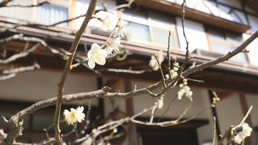 玄関を彩る桜♪