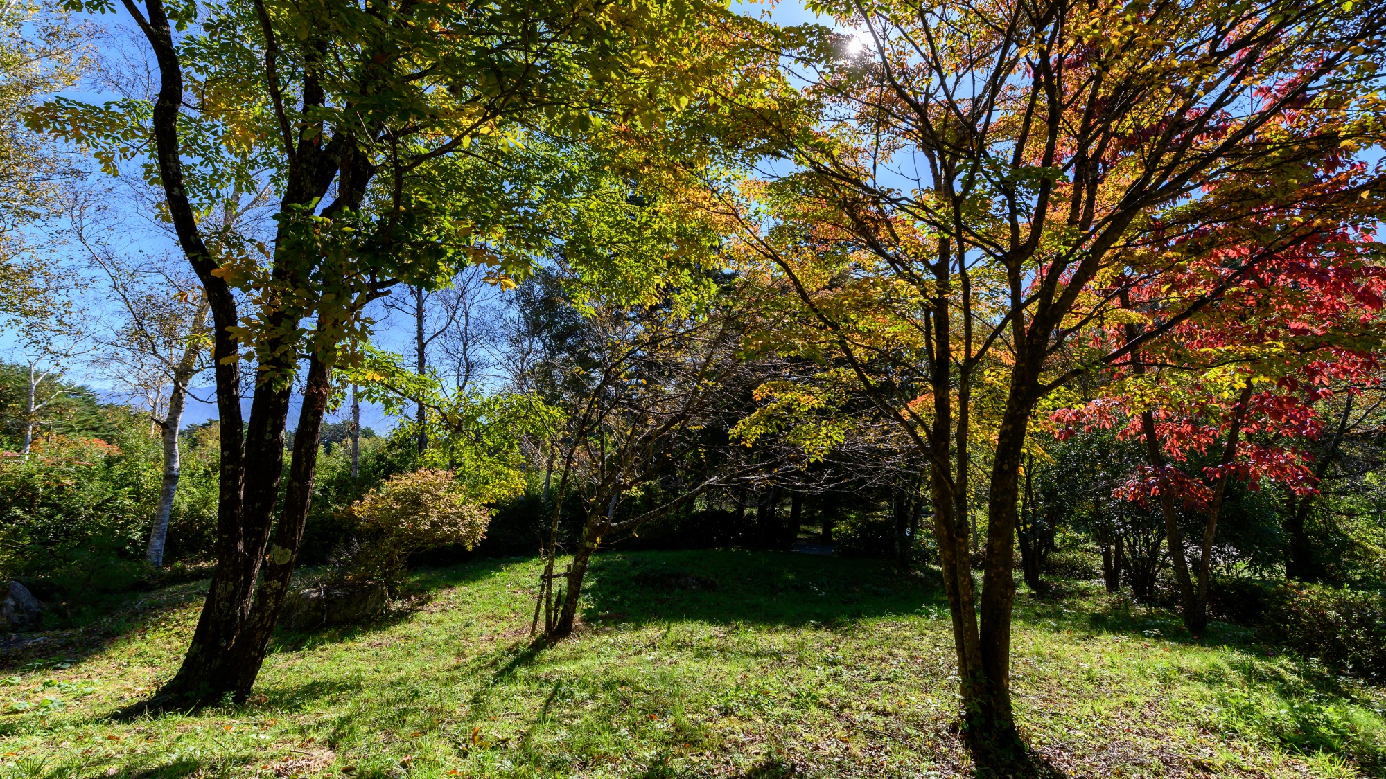 *【周辺】木漏れ日が差し込む、自然豊かなお庭。四季の移ろいを、ゆっくりと感じていただけます
