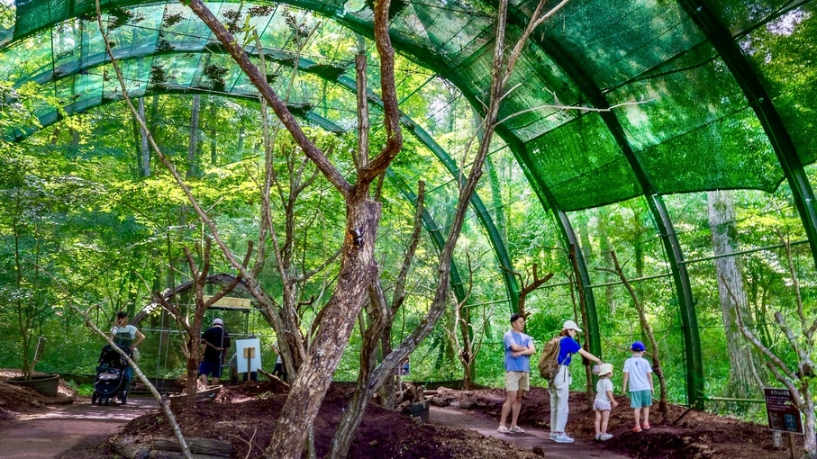 ＼2025年7月限定・夏の王様カブトムシに会える備北丘陵公園満喫プラン／『お子さまの体験料が無料』