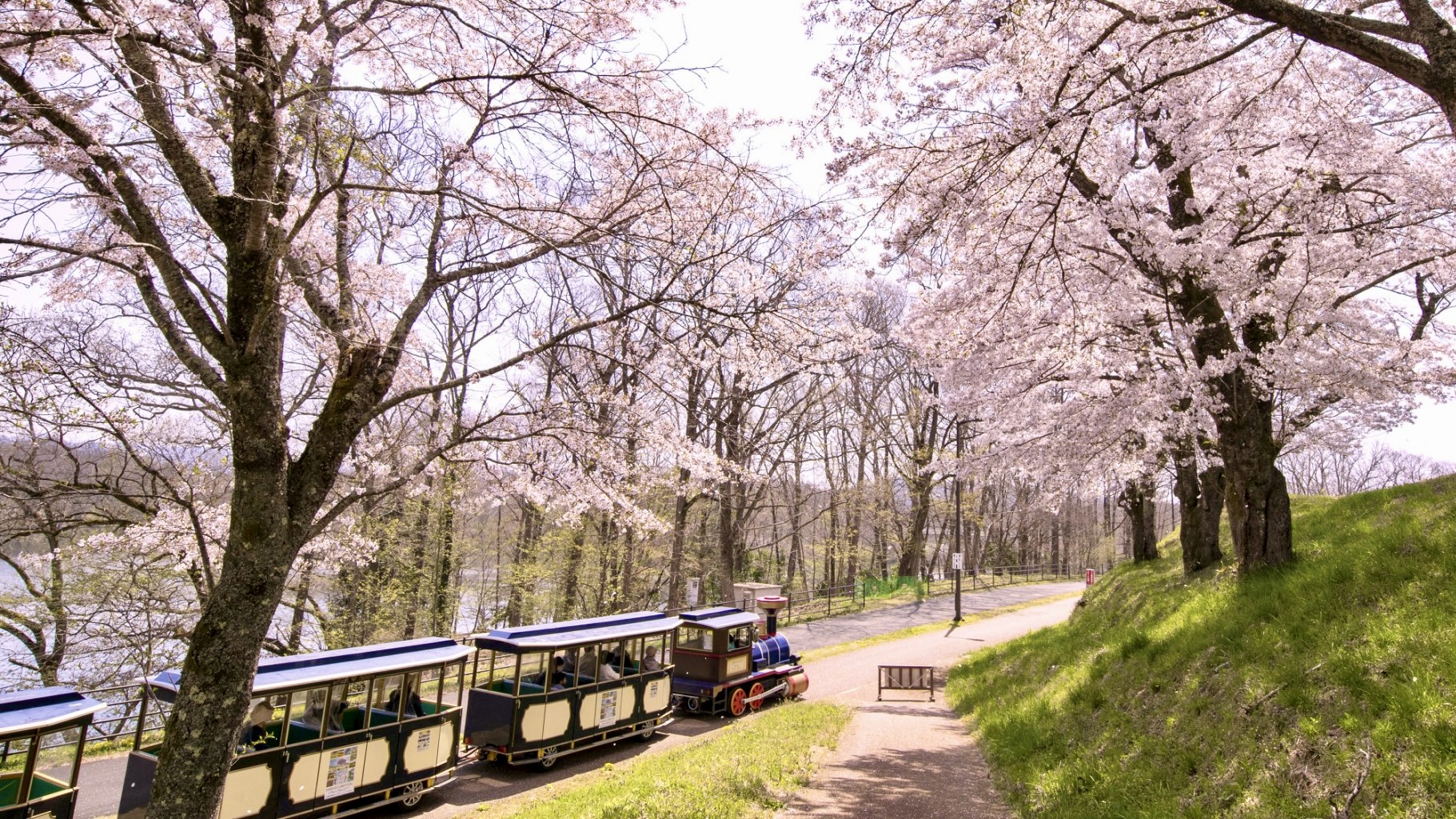 庄原市は広島県内でも有数の桜の名所が点在するエリアです。