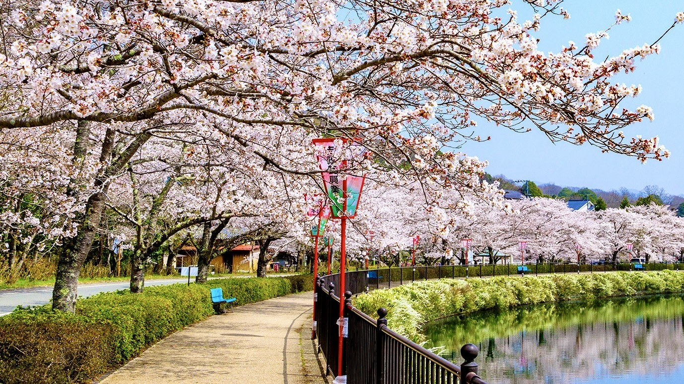 庄原市は広島県内でも有数の桜の名所が点在するエリアです。