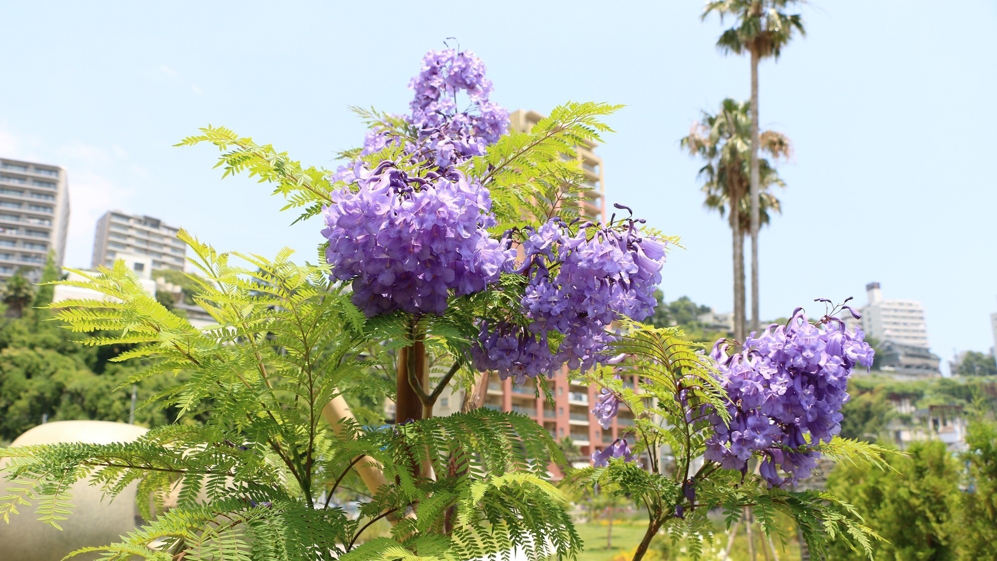 【周辺／ジャカランダ】6月頃に咲く、姉妹都市ポルトガルのカスカイス市より贈られた世界三大花木の一つ。