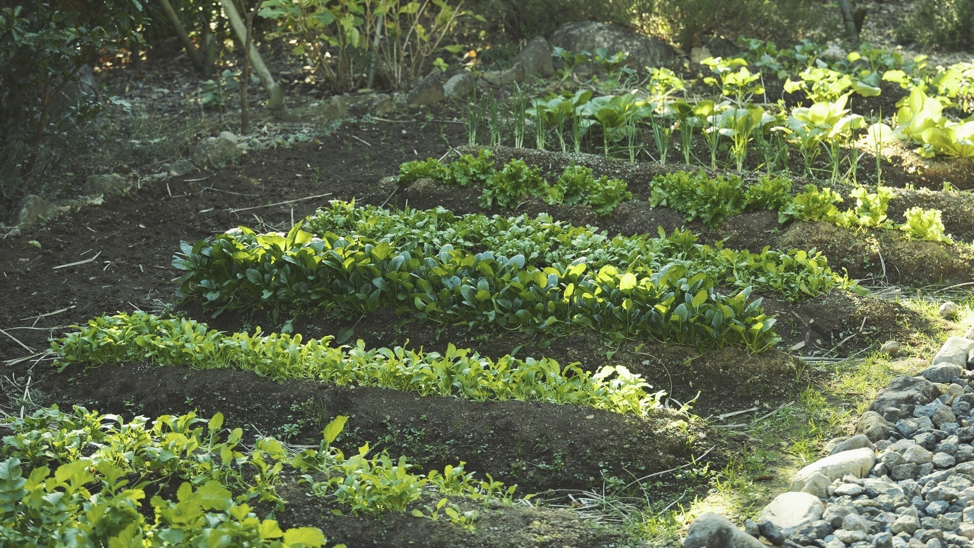 【里庭】土の感触や瑞々しい植物の香りに触れていただけます。