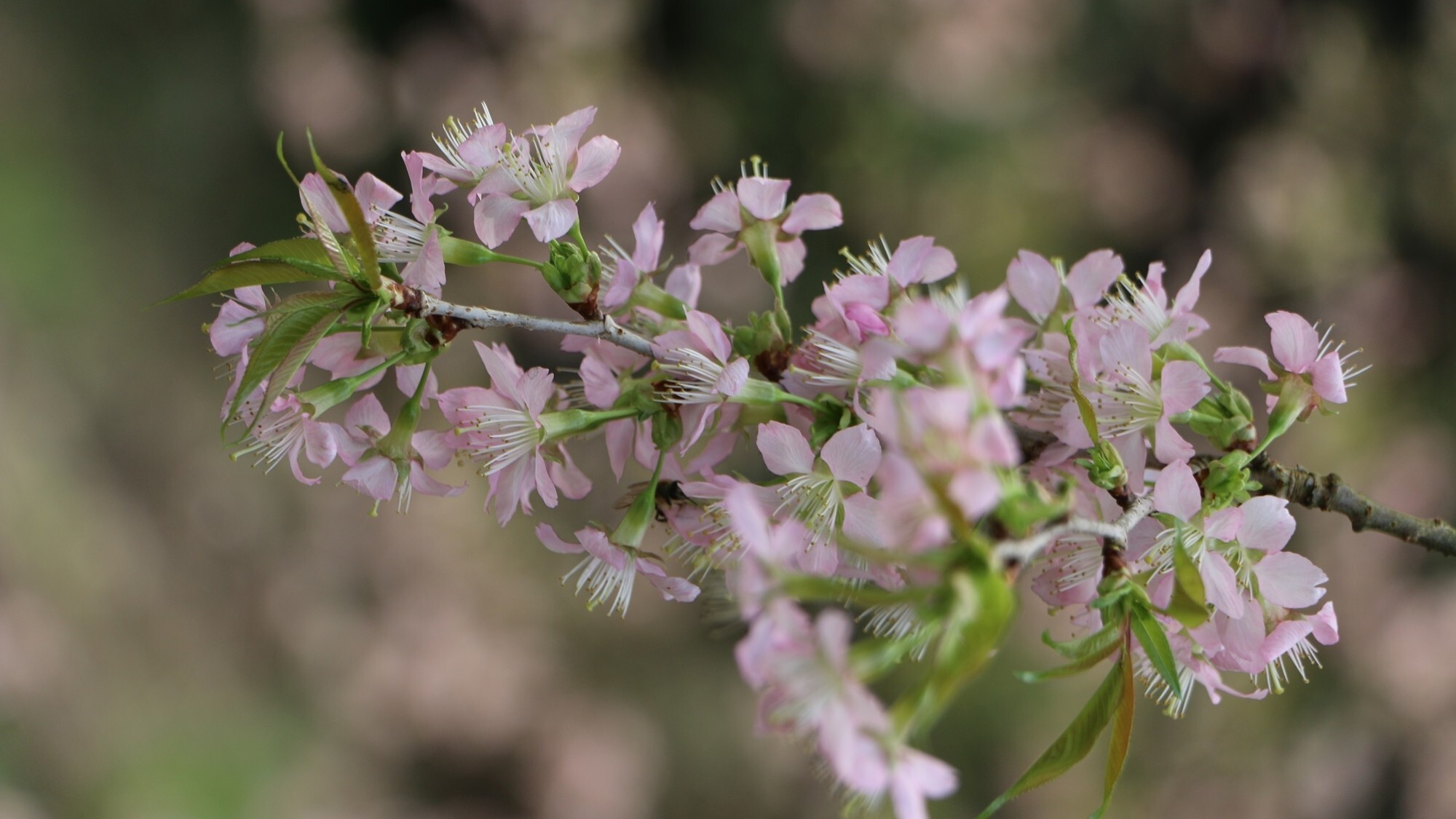 【周辺／ヒマラヤ桜】例年12月頃に開花する珍しい品種で、ネパール王室より贈られました。