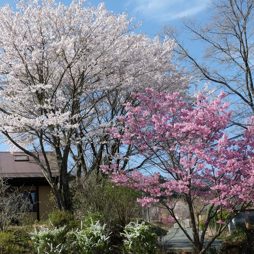 春は庭に桜が咲きます。種類の違う桜が植えてあります。