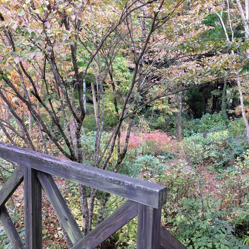 テラスから庭に降りられます。秋の風景。