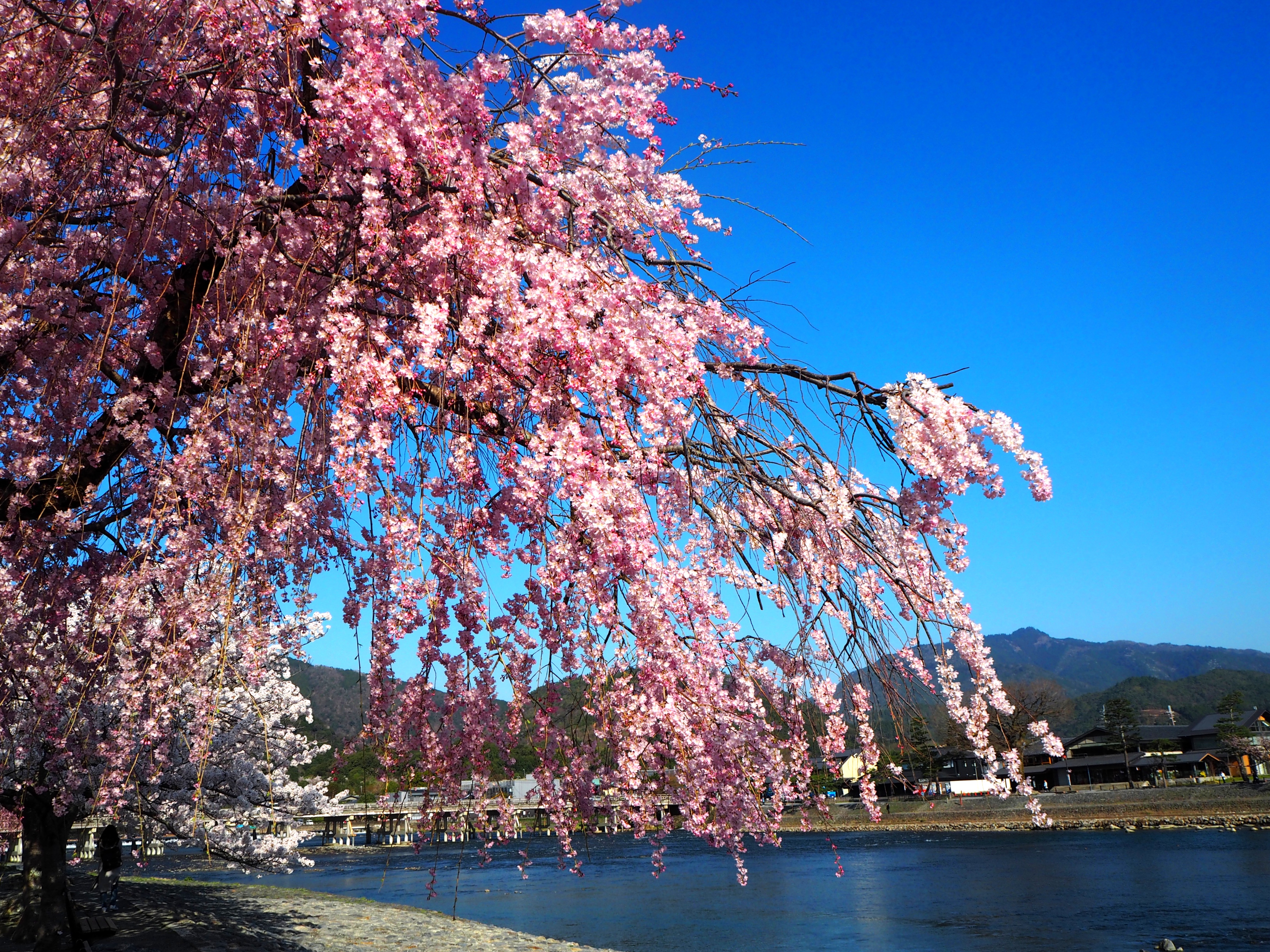 嵐山の桜1