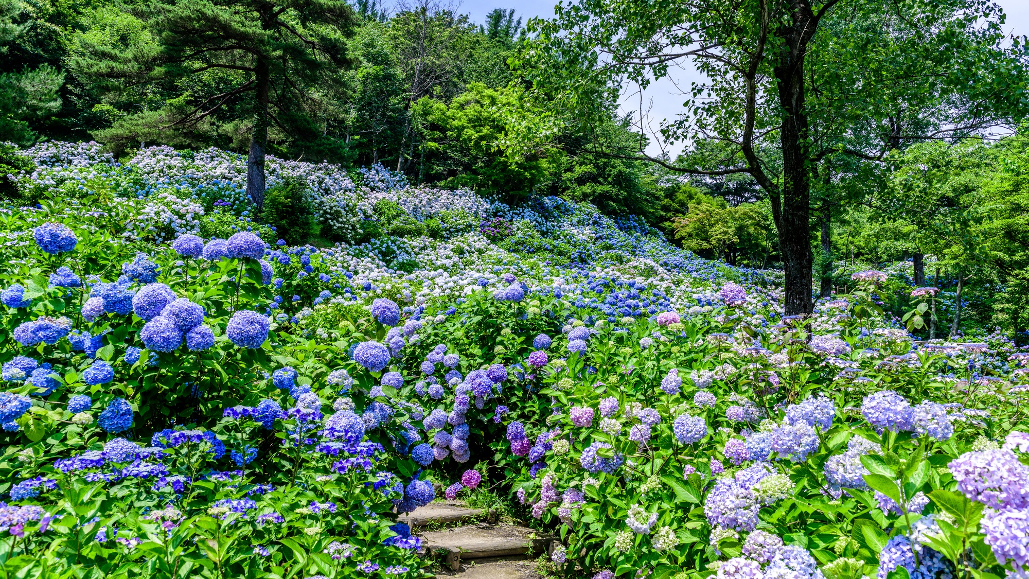 【当館から車で約15分】多くの植物が植えられており、四季折々の美しい花を楽しめる「舞鶴自然文化園」