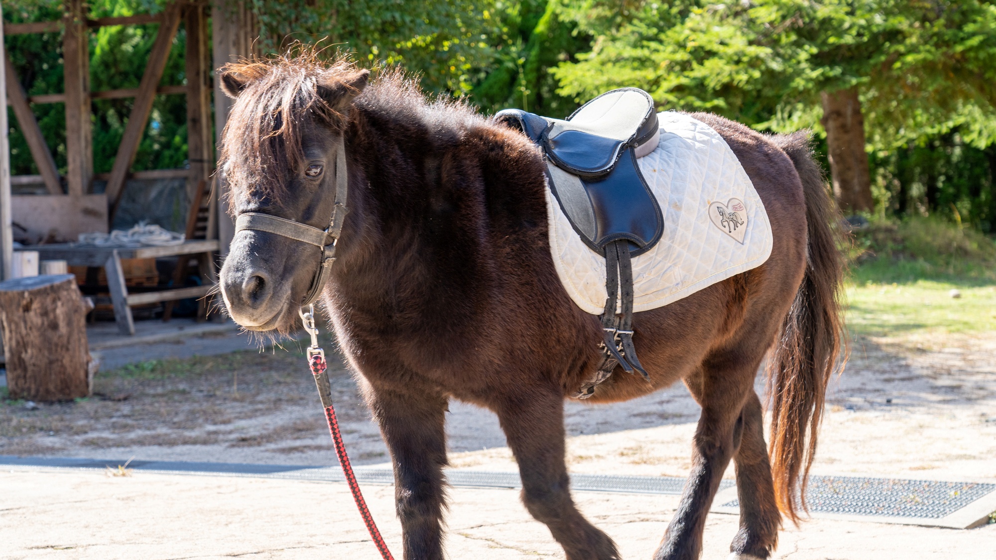 動物ふれあい体験「舞鶴ふるるファーム」