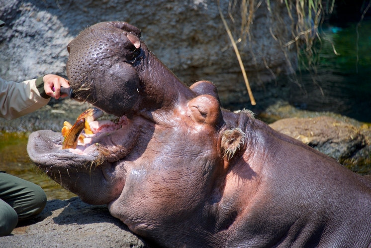 天王寺動物園のカバ