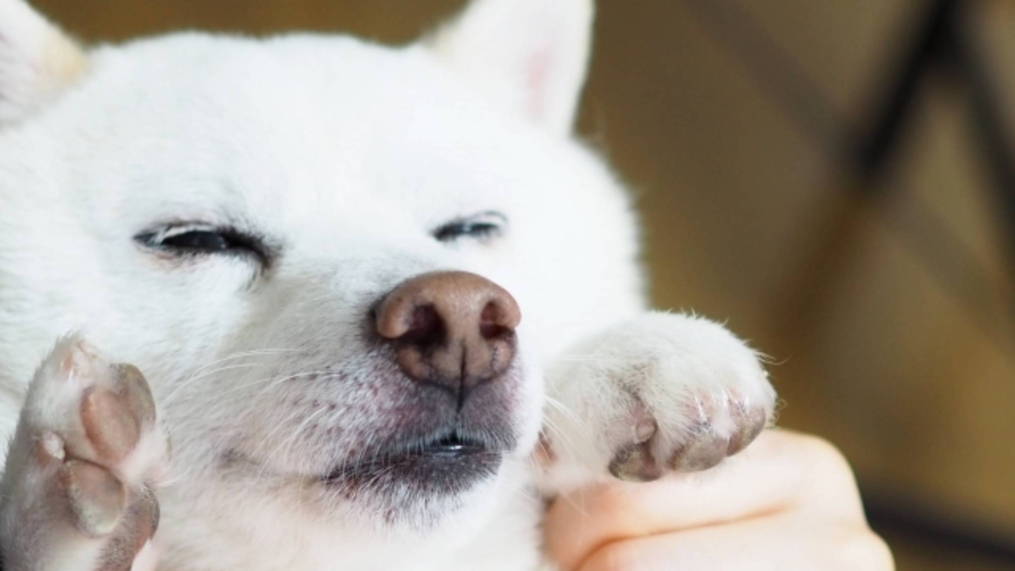 【ペット可】愛犬と寛ぎの旅。伊賀牛ディナー＆和朝食を堪能＜2食付＞　