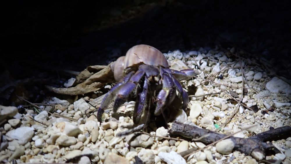 海のヘンテコ生き物に出会えるかも！（2泊以上～ 要予約・無料）