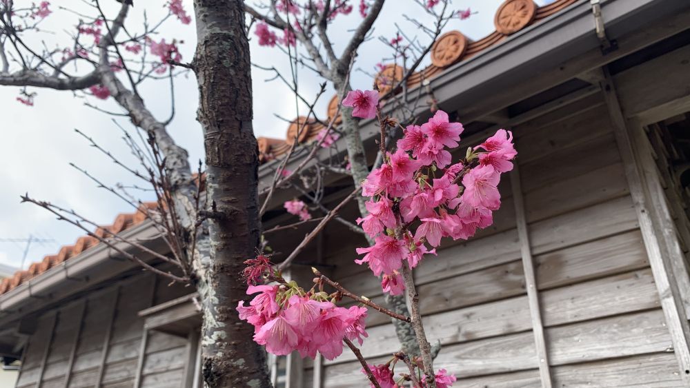 日本一早い桜