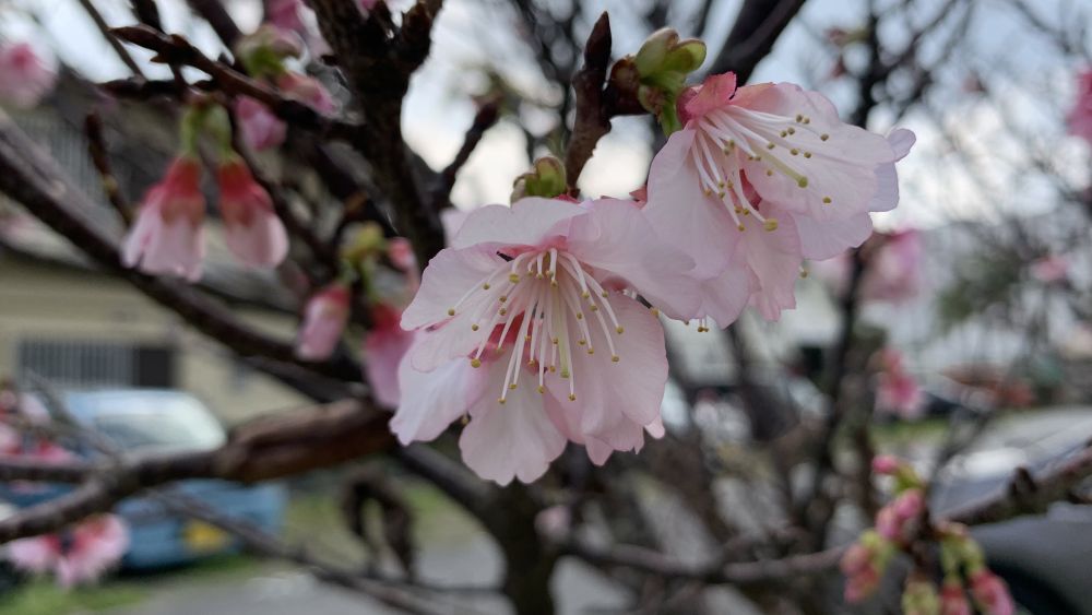 日本一早い桜