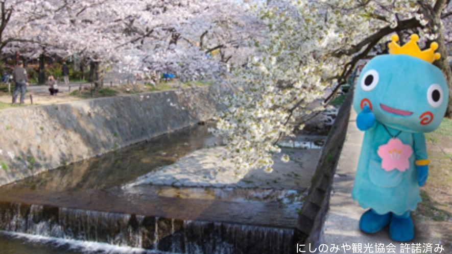 ・夙川公園：当館すぐの桜の名所。川のせせらぎが心地よいのでお散歩におすすめです