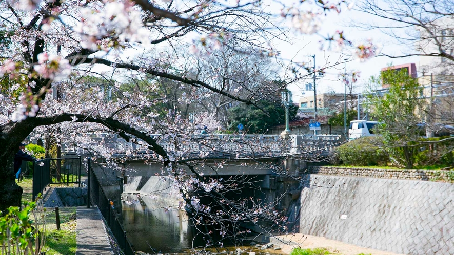 ・夙川（しゅくがわ）は西宮の桜の名所としても有名、春の陽射しを感じながらのお散歩もおススメです。